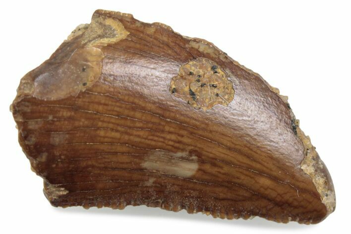 Bargain, Raptor Tooth - Real Dinosaur Tooth #376466